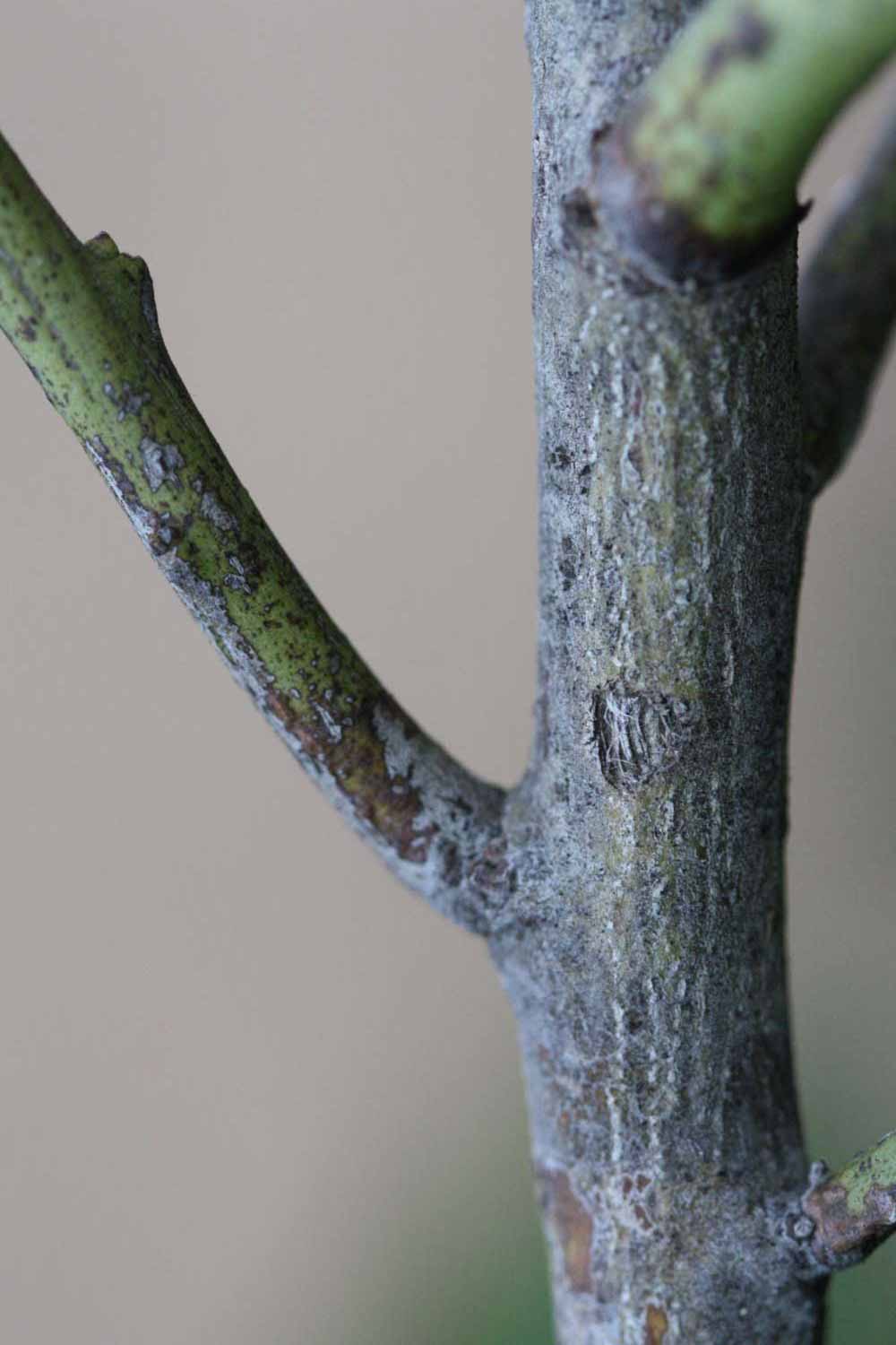            Second - third year twig (Moanalua, Riverside, CA)   